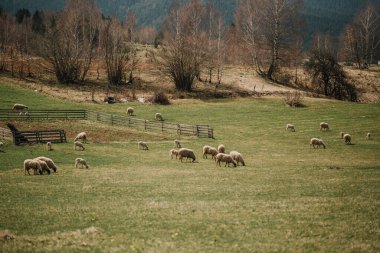 Bir koyun sürüsü Avrupa dağlarının eteklerinde bir yamaçta otluyor.