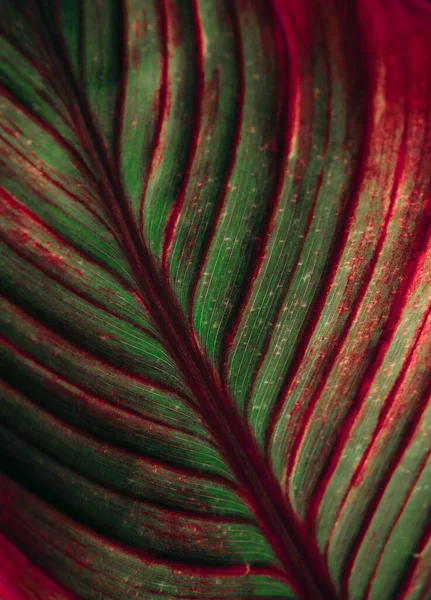 Large Palm Leaf Brightly Colored Red Green Close Textur — Stock Photo, Image