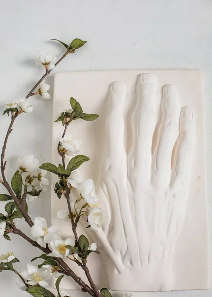 Штукатурка Знущається Над Людською Рукою Гілкою Квітучого Весняного Фруктового Дерева — стокове фото