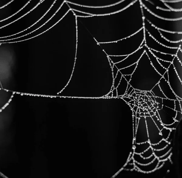 Concepto Halloween Tela Araña Con Gotas Lluvia Brilla Sobre Fondo — Foto de Stock