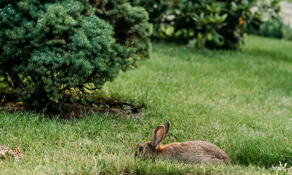 Kaninchen Auf Der Weide Gras Sommer Freiheit Bauernhof Reserv — Stockfoto