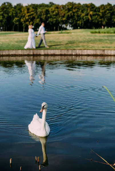 Witte Zwaan Zwemt Het Meer Het Concept Van Een Verliefd — Stockfoto