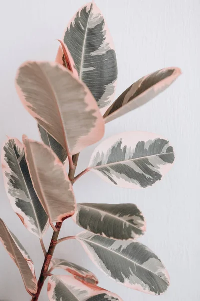 Houseplant Ficus Met Grote Mooie Bladeren Thuis Comfort Een Gezonde — Stockfoto