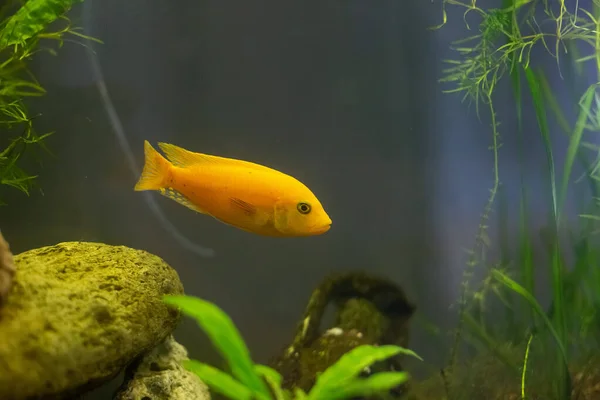 Malawi Žluté Cichlid Ryby Akváriu Dekorem Přírodní Řasy — Stock fotografie