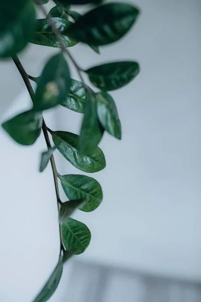 Indoor Plants Green Leaves Comfort Decor Health Climat — Stock Photo, Image