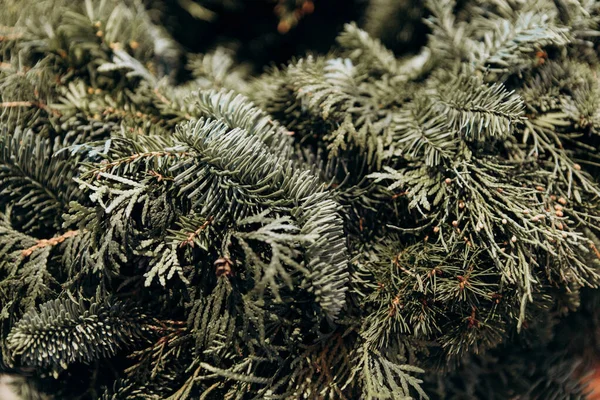 Agulhas Pinheiro Verde Fechar Símbolo Natal Preenchido Backgroun — Fotografia de Stock