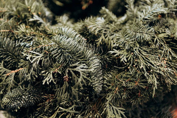 green pine needles close up christmas symbol filled backgroun