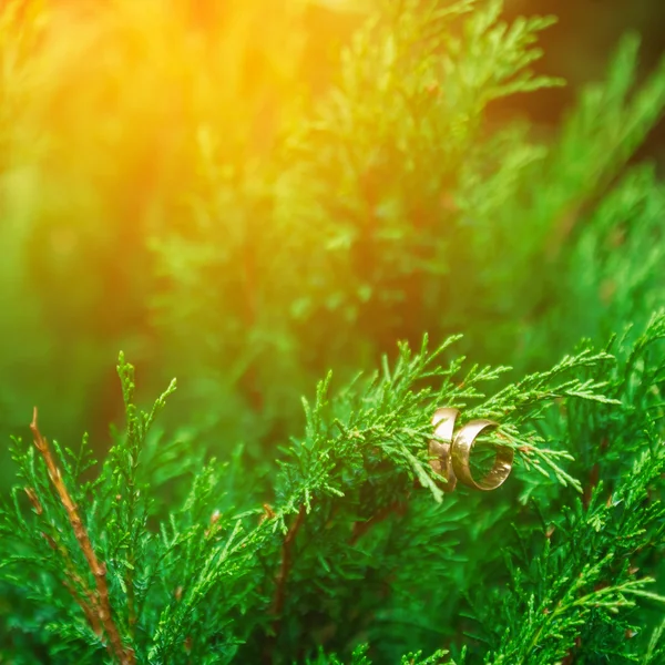 Wedding rings on the branches of green wood — Stock Photo, Image