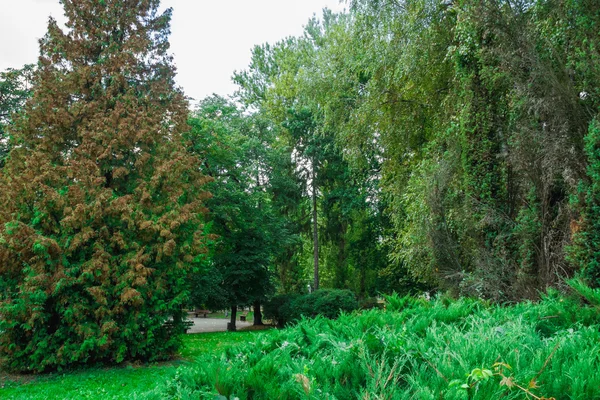 Venkovní strom zelený park — Stock fotografie
