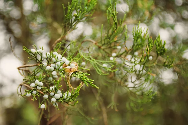 Anillos de oro de boda en hermosa planta verde — Foto de Stock