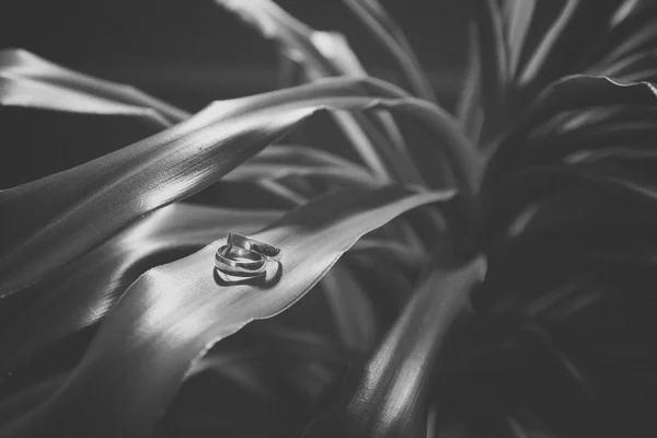 Vintage wedding rings on a plant — Stock Photo, Image