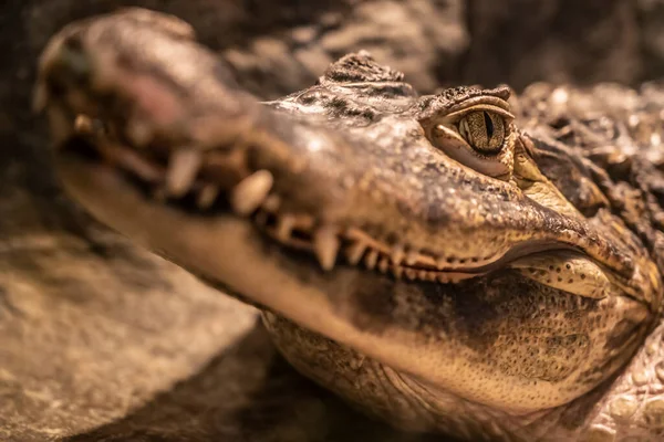 Cabeça de um grande crocodilo close-up no zoológico — Fotografia de Stock