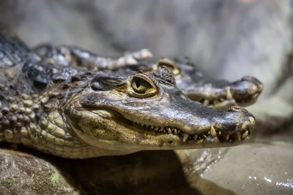 Cabeça de um grande crocodilo close-up no zoológico — Fotografia de Stock