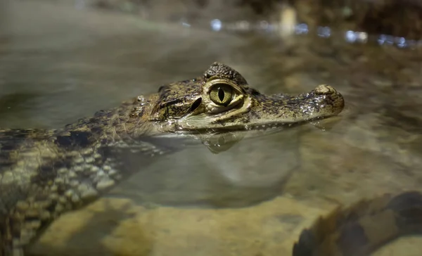 Pequeno crocodilo cabeça close-up no zoológico — Fotografia de Stock