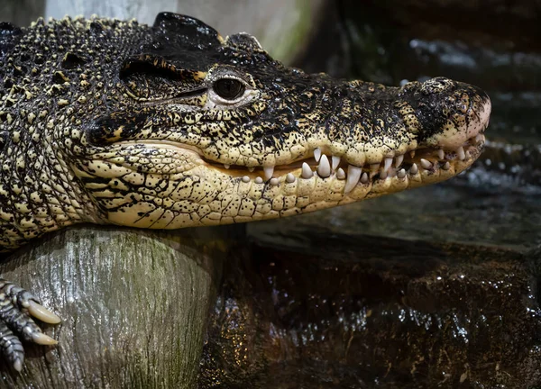 Cabeça de um grande crocodilo close-up no zoológico — Fotografia de Stock