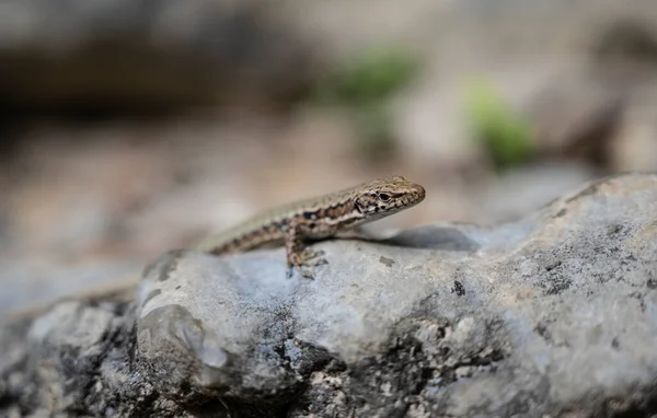 Um pequeno lagarto está tomando sol nas rochas ao sol — Fotografia de Stock