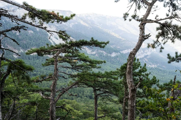 Pohled Hory Mezi Stromy Republice Krym Ukrajina Večer Září 2020 — Stock fotografie