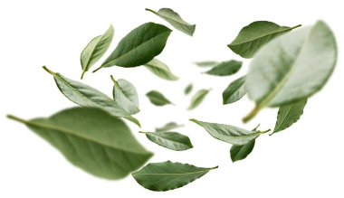 Green Bay leaves levitate on a white background clipart