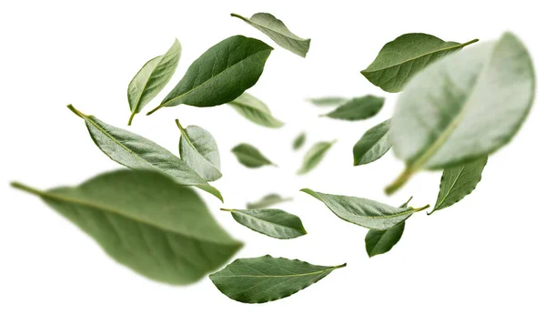 Green Bay leaves levitate on a white background — Stock Photo, Image