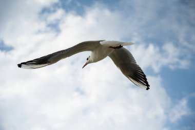 Bulutların arkasında uçan martı.