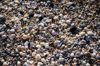 Kırım Cumhuriyeti, Ukrayna 'nın Karadeniz kıyısındaki deniz kabuklarının arka planı.