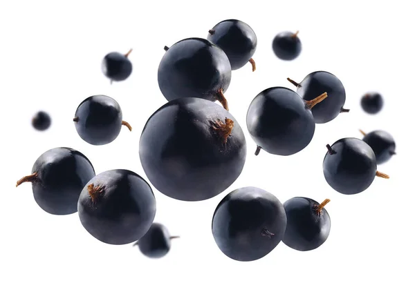 Ягоди чорної смородини вирівнюються на білому тлі — стокове фото