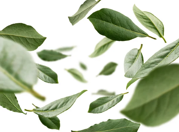 Green Bay leaves levitate on a white background — Stock Photo, Image