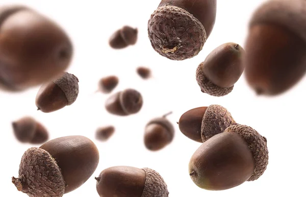 Ripe acorns levitate on a white background — Stock Photo, Image