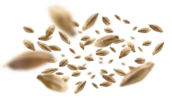 Barley malt biji-bijian melayang pada latar belakang putih — Stok Foto
