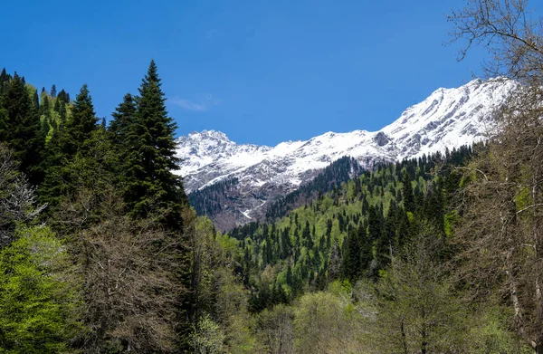 Blick auf die Berge und Wälder in der Republik Abchasien. — Stockfoto