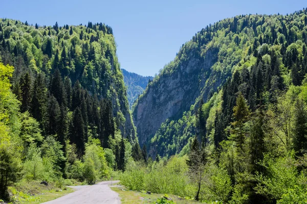 Utsikt över bergen och skogen i Republiken Abchazien. — Stockfoto