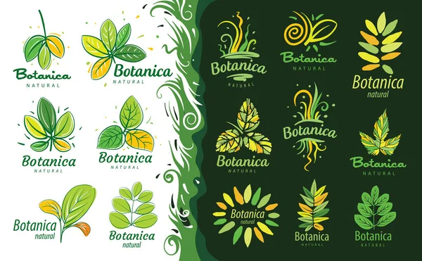 Een set logo 's met de inscriptie Botanica en geschilderde bladeren — Stockvector