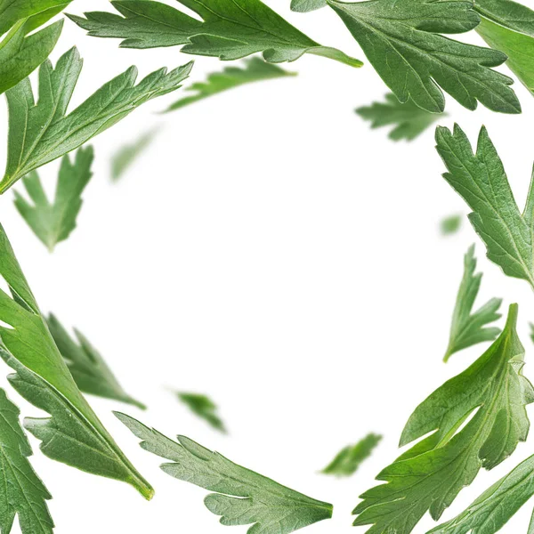 Groene Peterselie Bladeren Zweven Een Witte Achtergrond — Stockfoto