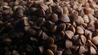 Karabuğday yavaş yavaş büyür.