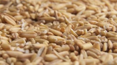 Yulaf taneleri yavaşça döner.