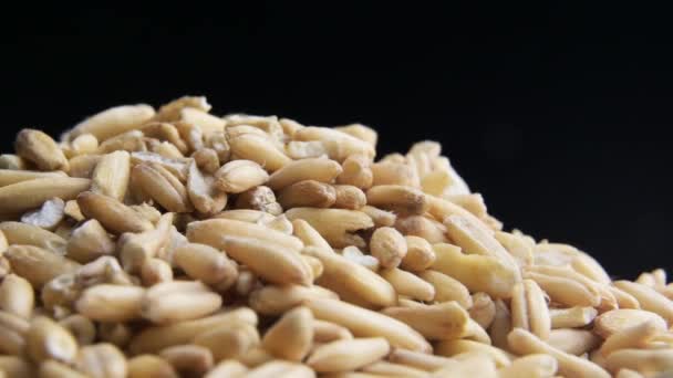 Oat grains close up slowly rotate — Stock Video
