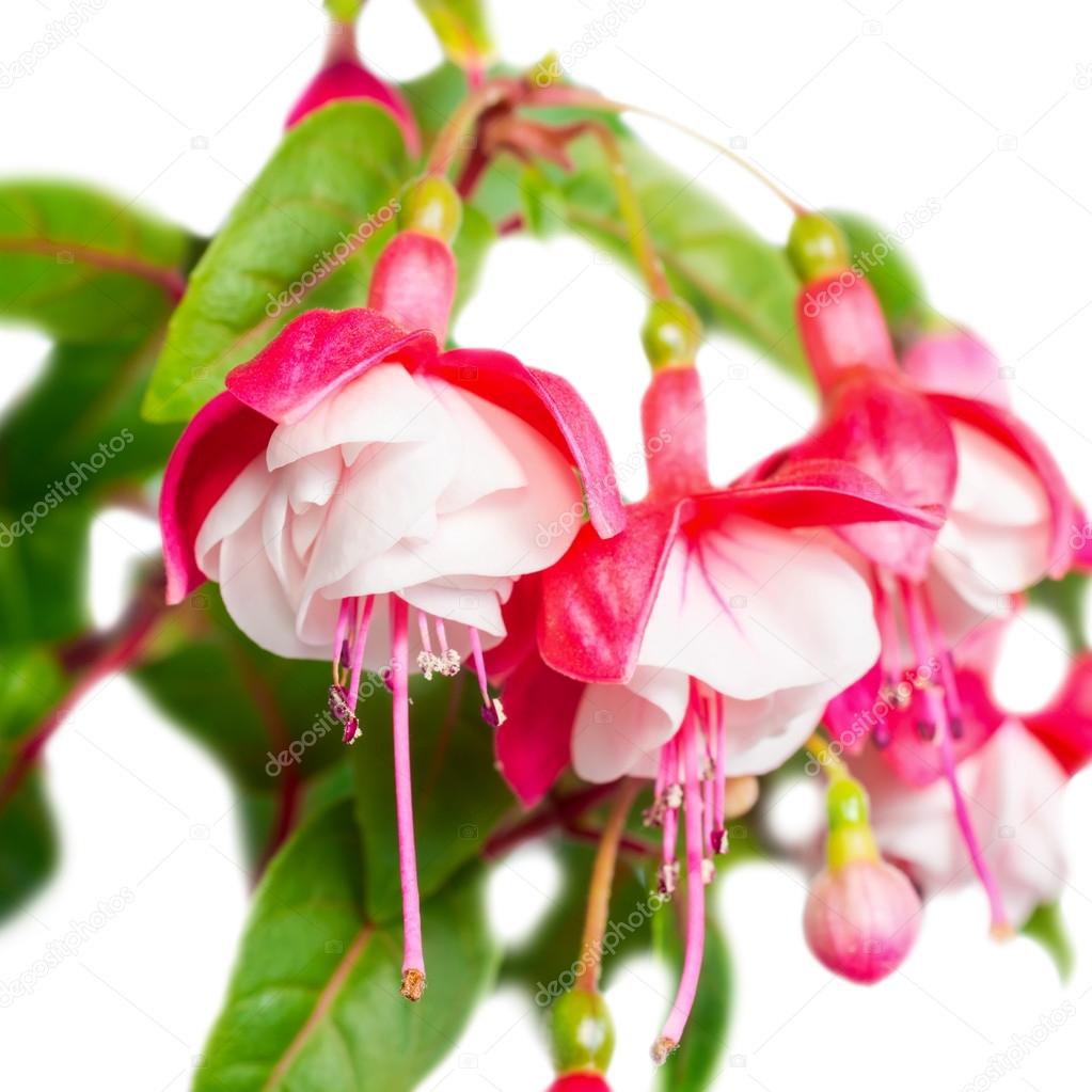 Beautiful red and white fuchsia flower is isolated on the white 9