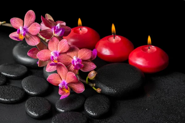 beautiful spa concept of blooming twig red orchid flower, phalae