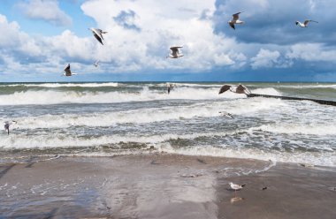 Uçan Bonaparte martılarıyla Baltık Denizi 'nin kumlu sahili manzarası.