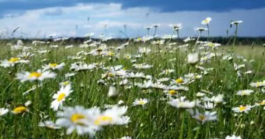 Yeşil yaz tarlasında beyaz papatya tomurcukları. Fırtınalı bir gökyüzünün altındaki Rus tarlasında papatyalar.