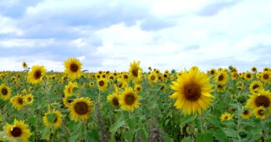 Rüzgarda sallanan ayçiçeklerinin sarı çiçekleri. Bulutlu bir günde Helianthus arazisi.