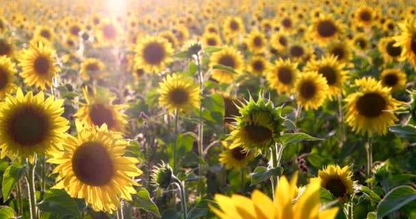 Helianthus Sárga Virágai Lengenek Szélben Fókuszban Bontatlan Virág Egy Napraforgó — Stock videók