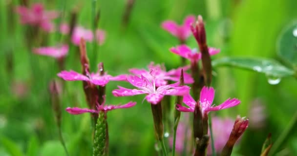 Dianthus Alpinus Kymácí Větru Trvalá Bylina Alpské Růžové Květy Třesou — Stock video