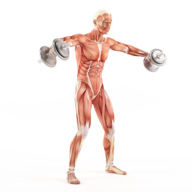 Spor vücut geliştirme egzersiz. Üreme dumbbells dururken. Deltoid zam alternatif. Omuz kas grubu