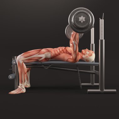Spor vücut geliştirme egzersiz. Geniş tutuş barbell bench press. Göğüs kas grubu