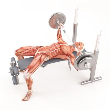 Spor vücut geliştirme egzersiz. Geniş tutuş barbell bench press. Göğüs kas grubu
