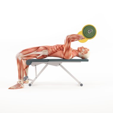 Spor vücut geliştirme egzersiz. Triceps Press yalan. Yakın. Triceps uzantısı yalan. Triceps kas grubu