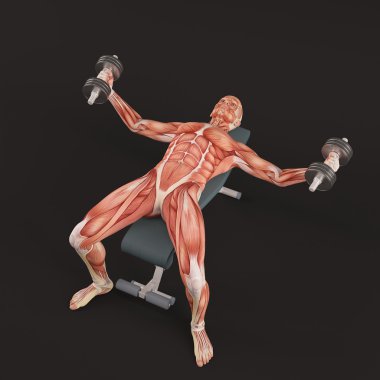 Spor vücut geliştirme egzersiz. Halter Flyes. Göğüs kas grubu
