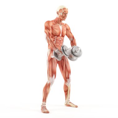 Spor vücut geliştirme egzersiz. Üreme dumbbells dururken. Deltoid zam alternatif. Omuz kas grubu