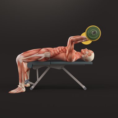 Spor vücut geliştirme egzersiz. Triceps Press yalan. Yakın. Triceps uzantısı yalan. Triceps kas grubu